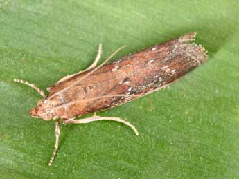 Uncinus obductellus Z. adulte - �Philippe Mothiron