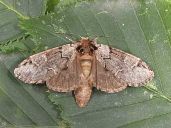 Drymonia obliterata Esp. adulte - �Philippe Mothiron