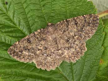 Charissa obscurata obscurata D. & S. adulte - �Philippe Mothiron