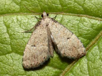 Hypenodes occidentalis Nel, Thib. et Var. adulte - �Marc Thibault