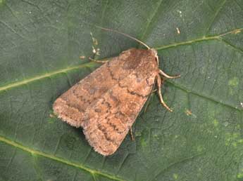 Hoplodrina octogenaria Gze adulte - �Philippe Mothiron