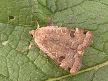 Noctua orbona Hfn. adulte - �Philippe Mothiron