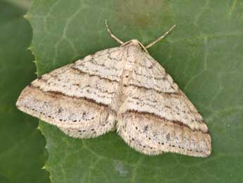 Mesotype parallelolineata Retz. adulte - �Philippe Mothiron