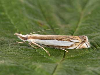 Crambus pascuella L. adulte - �Philippe Mothiron