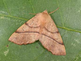 Colotois pennaria L. adulte - �Philippe Mothiron