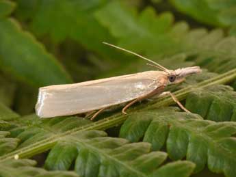 Crambus perlellus Scop. adulte - �Philippe Mothiron