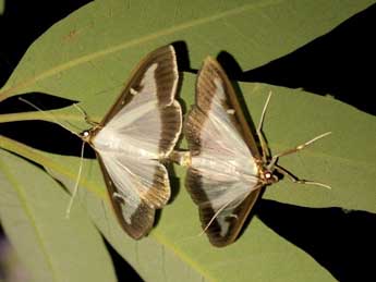 Cydalima perspectalis Wlk. adulte - �Pascal Dereix