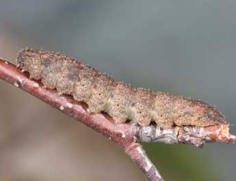  Chenille de Polypogon plumigeralis Hb. - �Philippe Mothiron