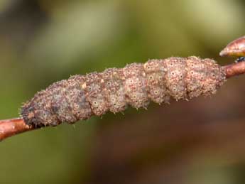  Chenille de Polypogon plumigeralis Hb. - �Philippe Mothiron