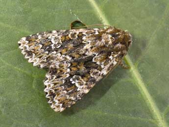 Polymixis polymita L. adulte - �Philippe Mothiron