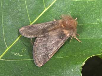 Thaumetopoea processionea L. adulte - �Philippe Mothiron