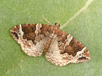Eulithis prunata L. adulte - �Philippe Mothiron