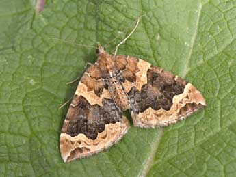 Eulithis prunata L. adulte - �Philippe Mothiron