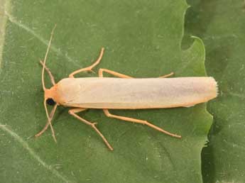 Manulea pseudocomplana Danl. adulte - �Philippe Mothiron