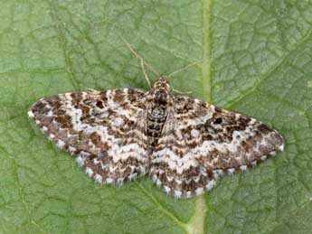 Epirrhoe pupillata Thnbg adulte - �Philippe Mothiron