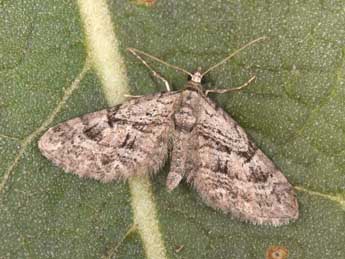 Eupithecia pusillata D. & S. adulte - �Philippe Mothiron