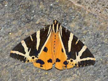 Euplagia quadripunctaria Poda adulte - �Jean-Paul Delval�e