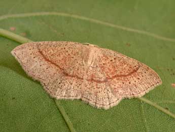 Cyclophora quercimontaria Bastbg adulte - �Philippe Mothiron