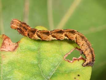  Chenille de Cyclophora quercimontaria Bastbg - �Philippe Mothiron