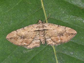 Horisme radicaria Lah. adulte - �Philippe Mothiron