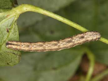  Chenille de Horisme radicaria Lah. - �Wolfgang Wagner, www.pyrgus.de