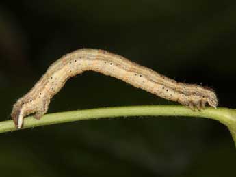  Chenille de Horisme radicaria Lah. - �Wolfgang Wagner, www.pyrgus.de