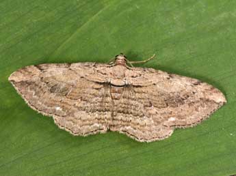 Horisme radicaria Lah. adulte - �Philippe Mothiron