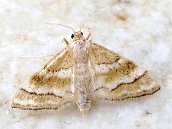 Idaea rainerii Hausm. adulte - �Friedmar Graf