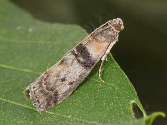 Sciota rhenella Zck. adulte - �Philippe Mothiron