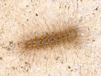  Chenille de Paidia rica Frr - �Philippe Mothiron