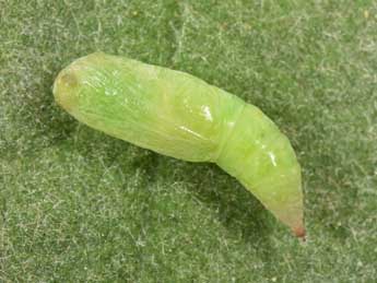  Chrysalide de Plemyria rubiginata D. & S. - �Philippe Mothiron