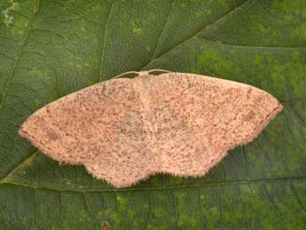 Cyclophora ruficiliaria H.-S. adulte - �Philippe Mothiron