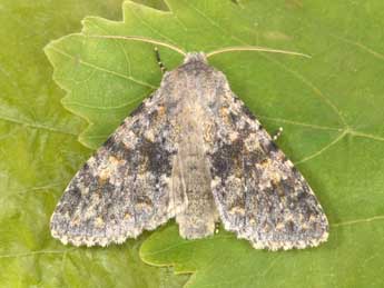 Polymixis rufocincta Gey. adulte - �Philippe Mothiron