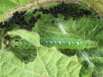 Chenille de Patania ruralis Scop. - �Andr� Lantz
