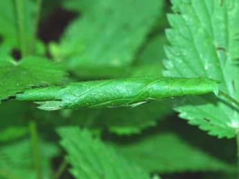  Chenille de Patania ruralis Scop. - �Andr� Lantz