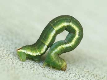  Chenille de Eupithecia sardoa Dietze - �Daniel Morel