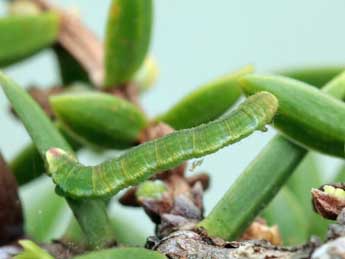  Chenille de Eupithecia sardoa Dietze - �Daniel Morel