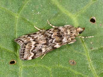 Dioryctria schuetzeella Fuchs adulte - �Philippe Mothiron