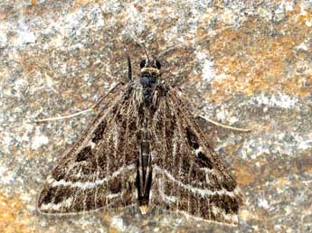 Loxostege scutalis Hb. adulte - �Friedmar Graf