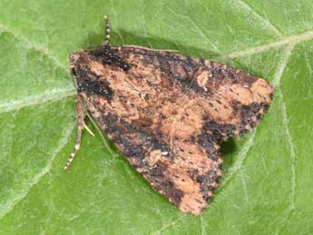 Mesapamea secalella Remm adulte - �Philippe Mothiron