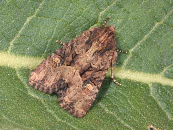 Mesapamea secalis L. adulte - �Philippe Mothiron