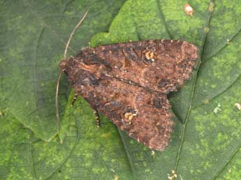 Mesapamea secalis L. adulte - �Philippe Mothiron