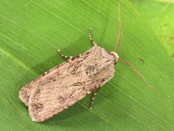 Agrotis segetum D. & S. adulte - �Philippe Mothiron