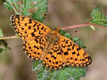 Boloria selene D. & S. adulte - �Philippe Mothiron