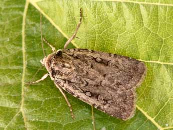 Spaelotis senna Frr adulte - �Philippe Mothiron