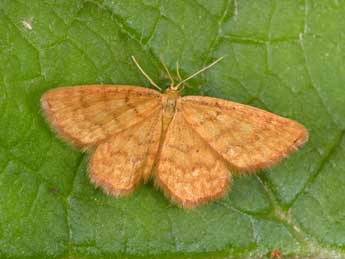 Idaea serpentata Hfn. adulte - �Philippe Mothiron