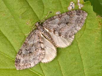 Nothocasis sertata Hb. adulte - �Philippe Mothiron