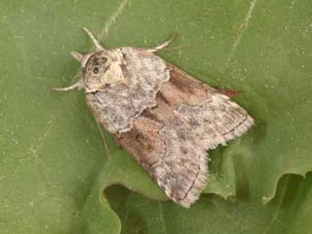 Nycteola siculana Fuchs adulte - �Philippe Mothiron