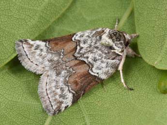 Nycteola siculana Fuchs adulte - �Philippe Mothiron