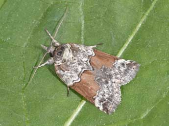 Nycteola siculana Fuchs adulte - �Philippe Mothiron